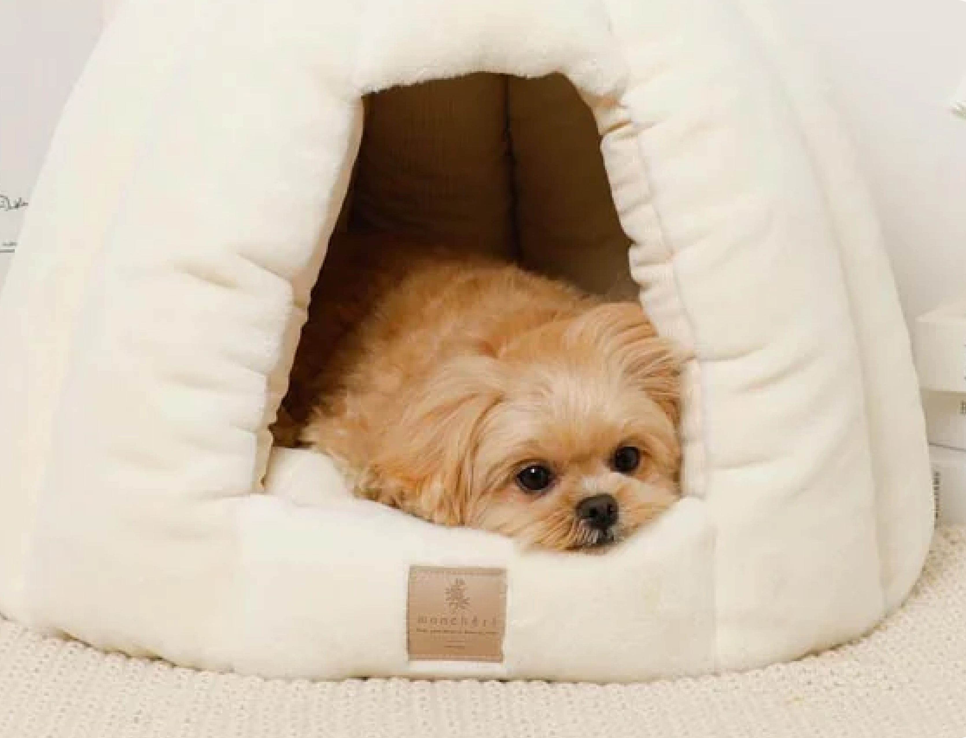 林先生ブログ / 年末年始に備える!“生活リズムが崩れる時期”の小型犬ストレスケア