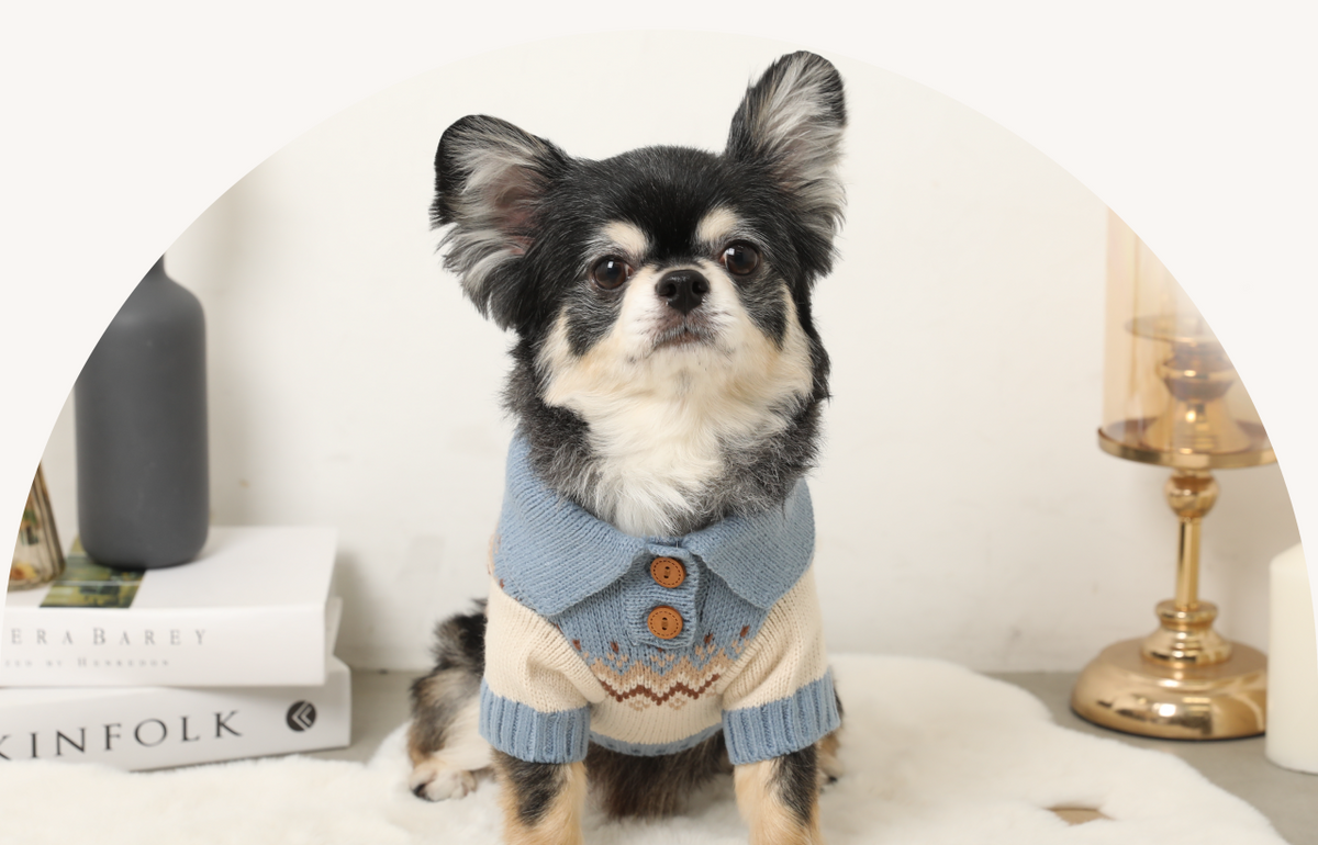 林先生ブログ / 食欲の秋、どこまで食べさせていい?小型犬の『秋太り』とごはん量の見直し方