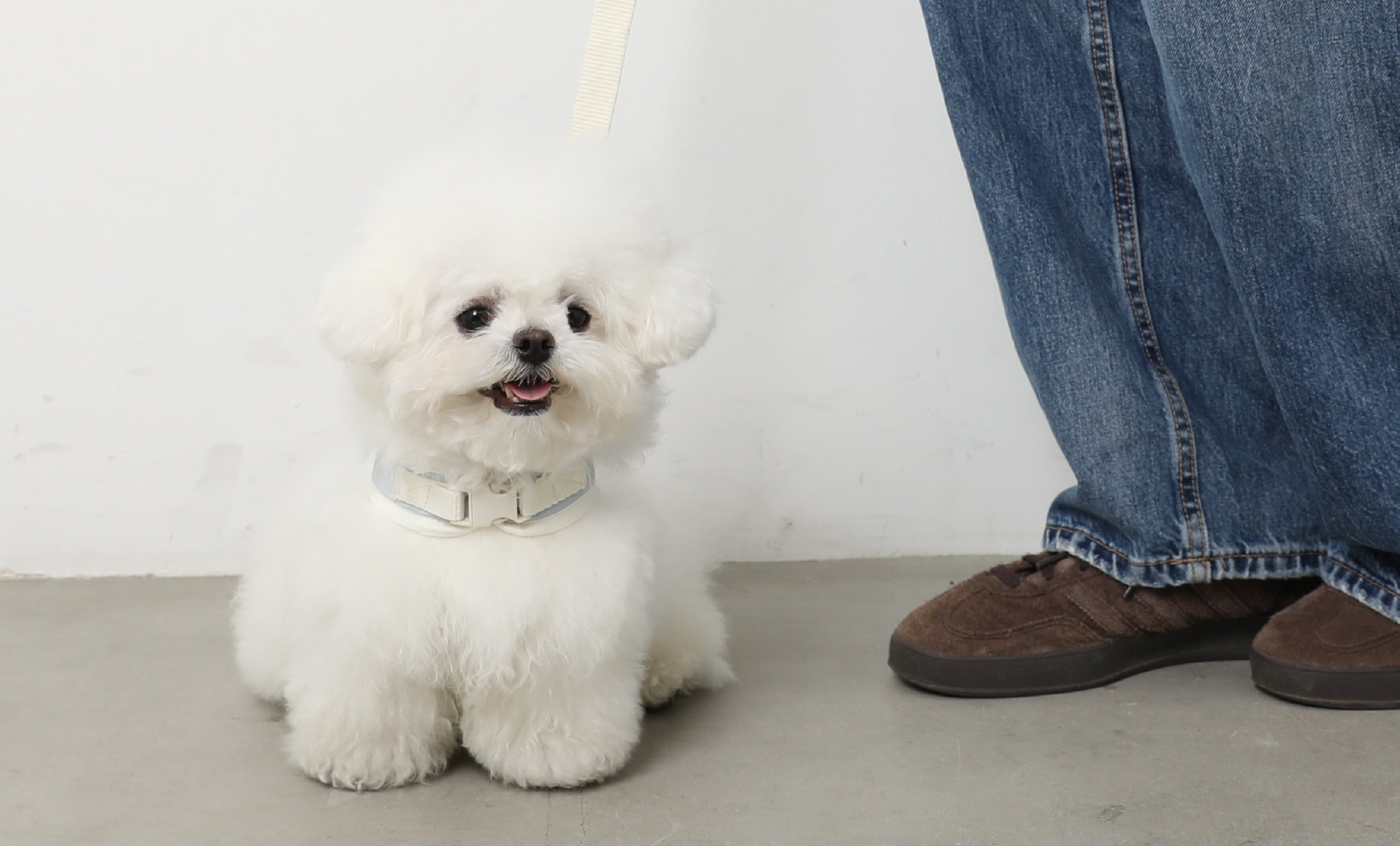 林先生ブログ / 愛犬の健康寿命を伸ばすために今日からできること