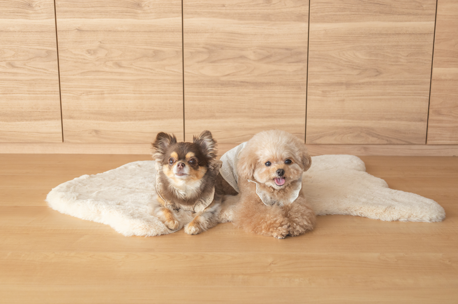 林先生ブログ/小型犬のワンちゃんの健康について vol.1