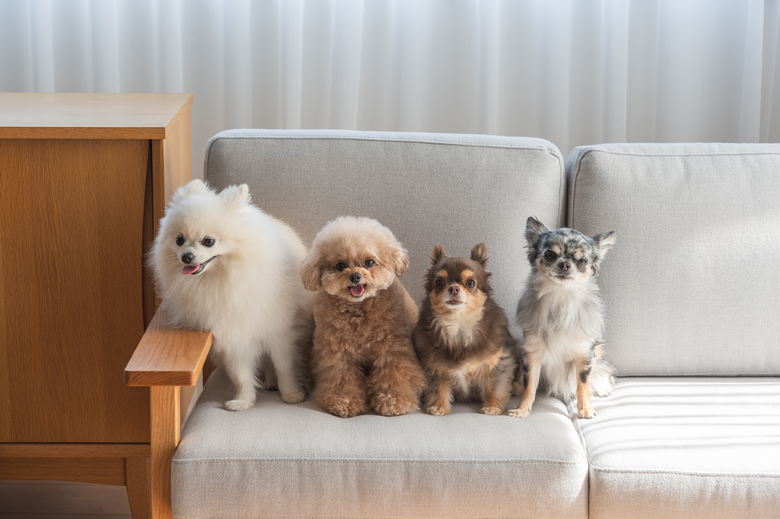 林先生ブログ/小型犬のワンちゃんの健康について vol.2