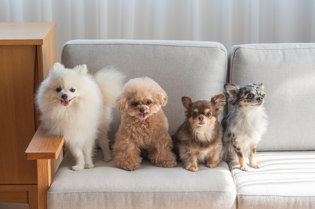 林先生ブログ / うちの子って暑がり?寒がり?体質にあった食事について vol.2