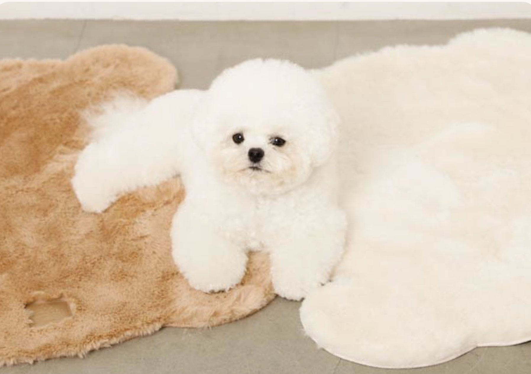 林先生ブログ / 春前に整える！換毛期・皮膚トラブル予防とごはんケア