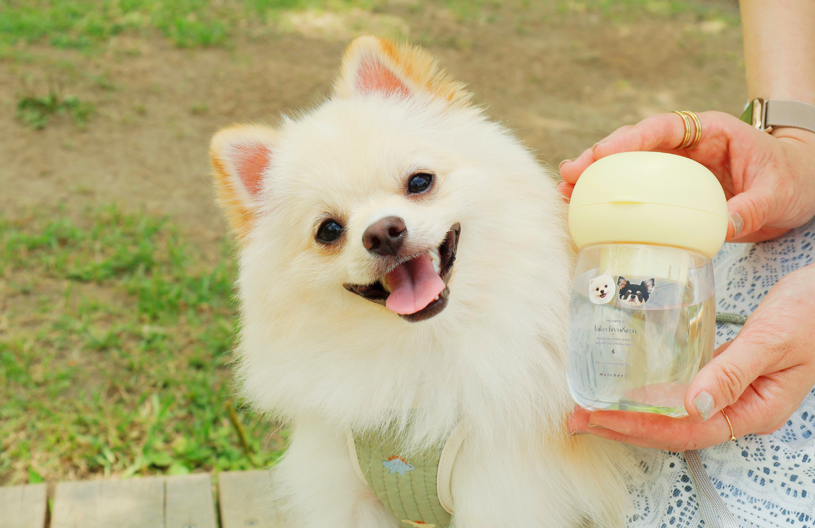林先生ブログ / 梅雨前に整える！小型犬の“胃腸ケア”と食事のポイント